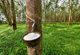 Rubber - Tapping and coagulation | Britannica