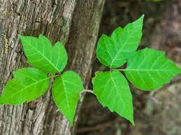 How to Safely Remove Poison Ivy